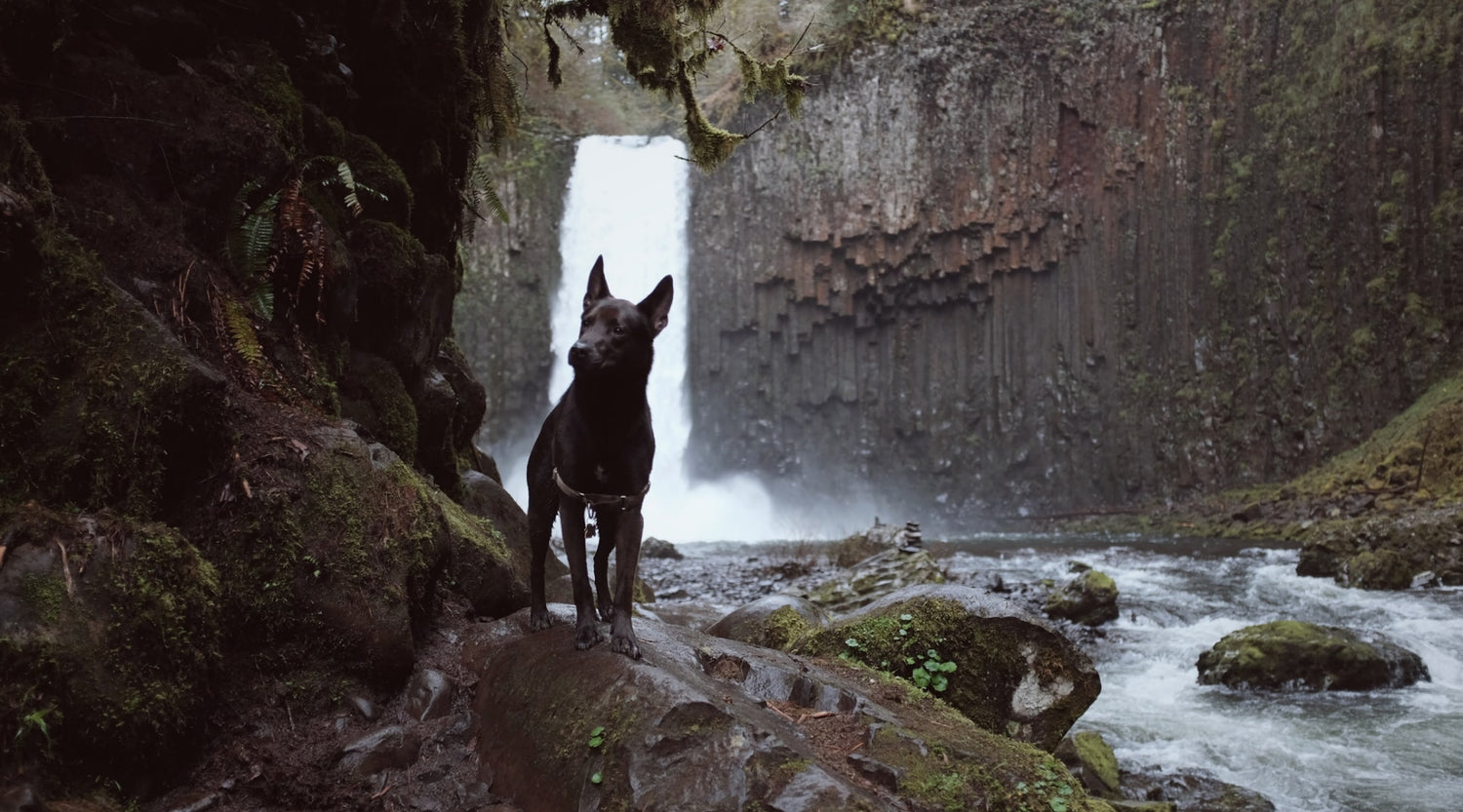 Essential Guide for Hiking or Backpacking with Your Dog!